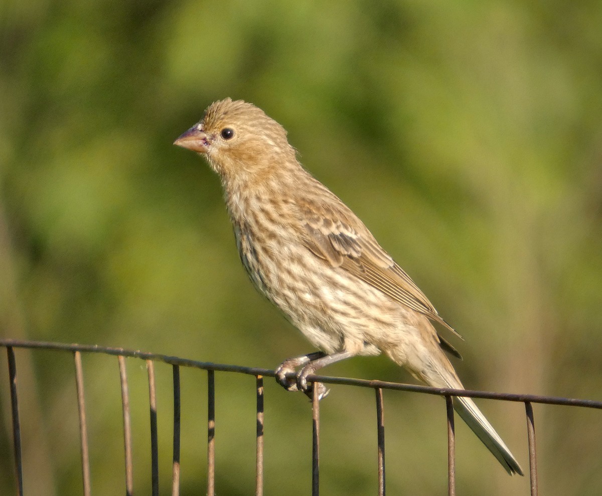 House Finch - ML638476937