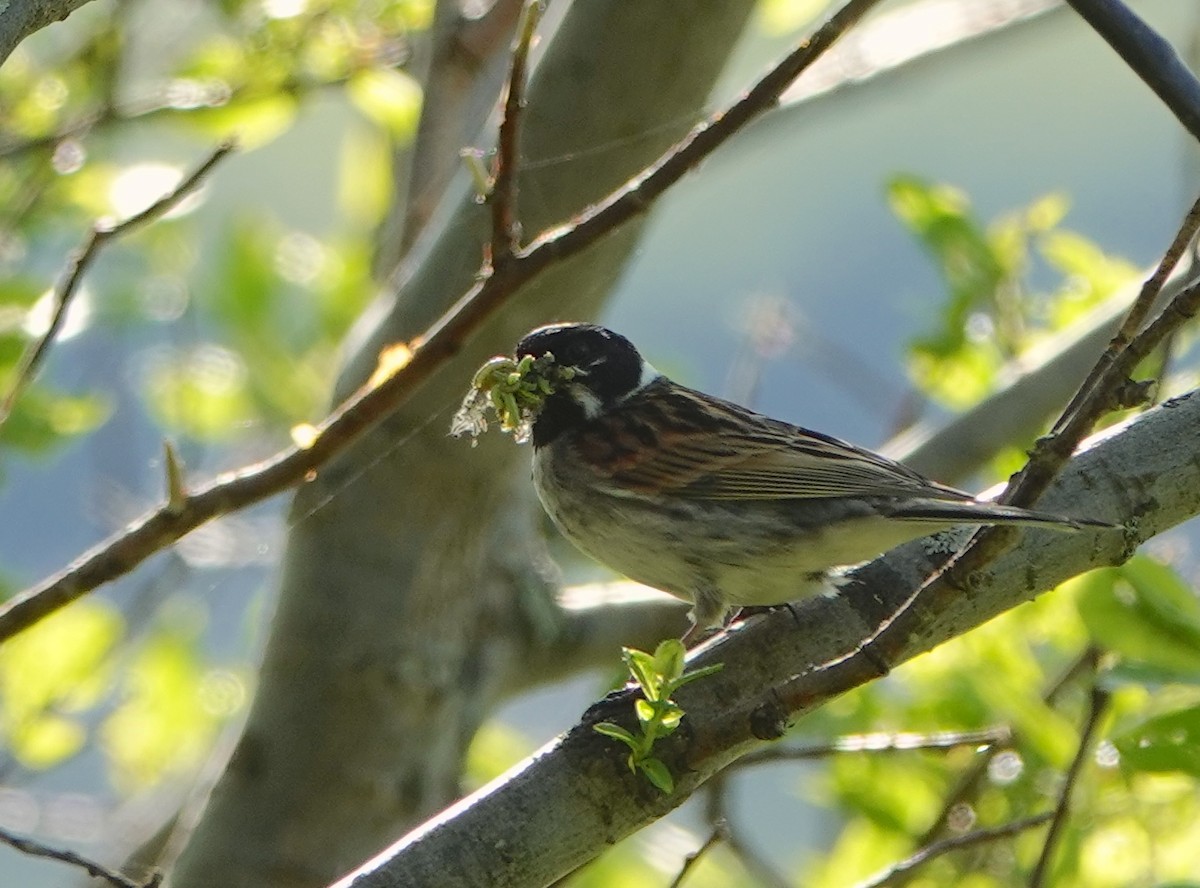 Reed Bunting - ML638476941
