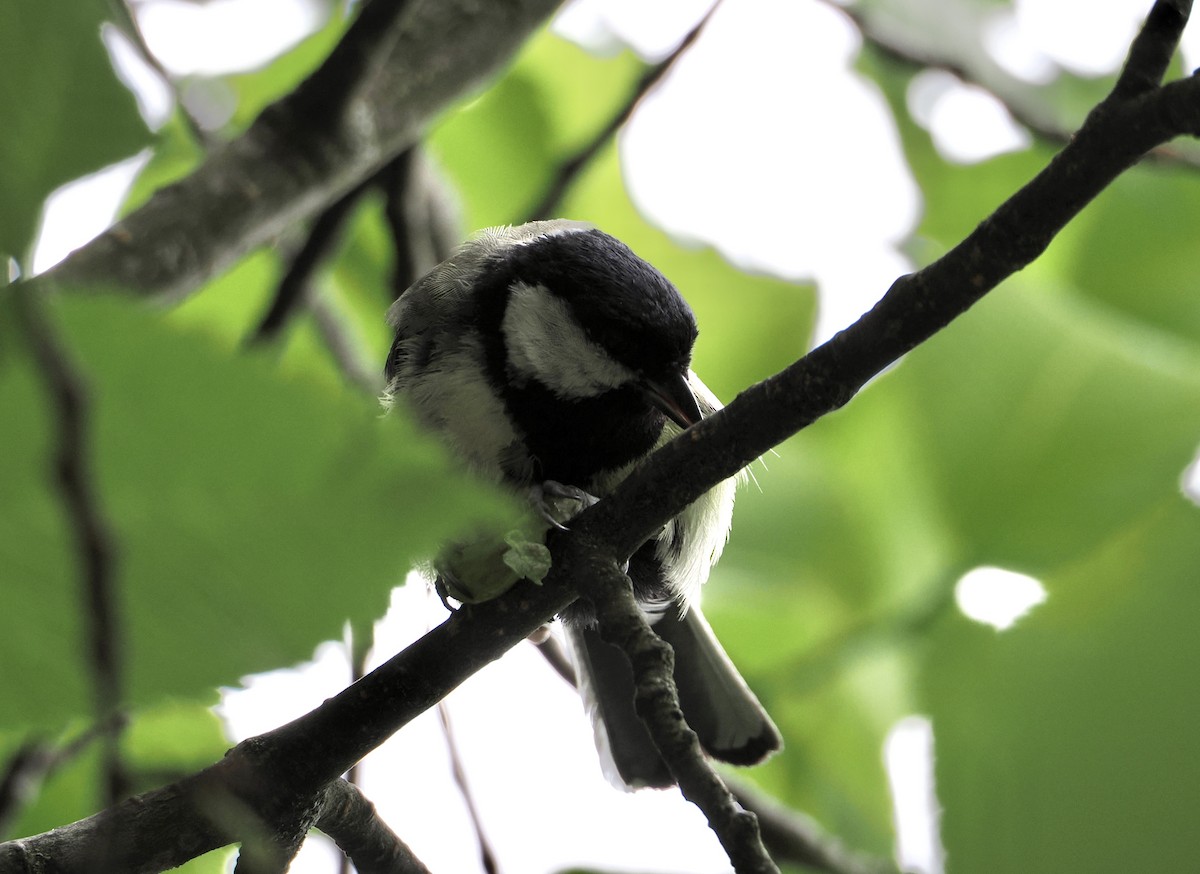 Mésange charbonnière - ML638476953