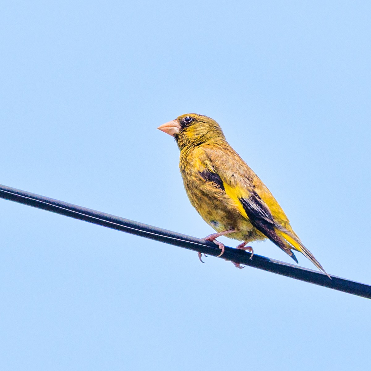 Oriental Greenfinch - ML638476957
