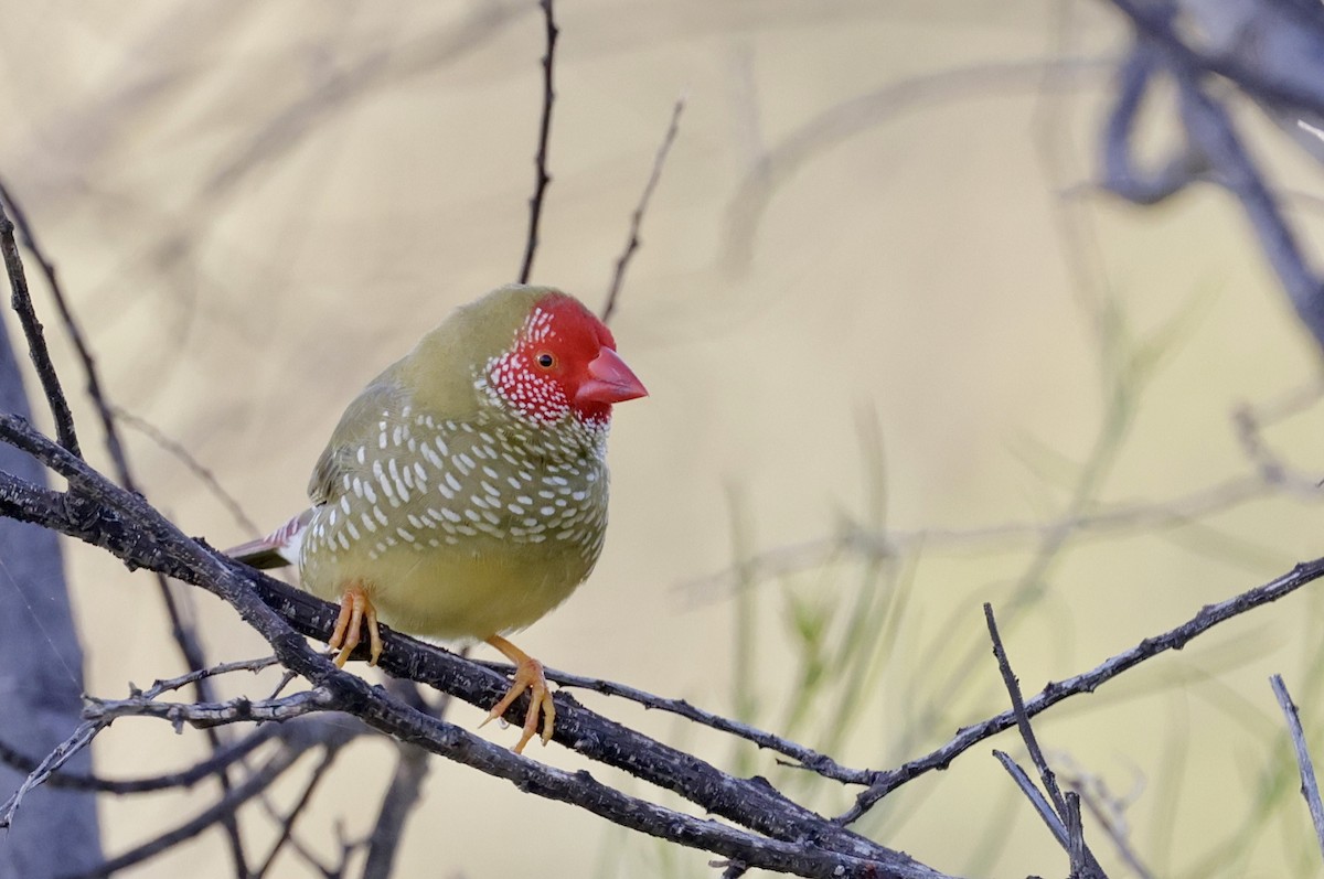 Star Finch - ML638476966