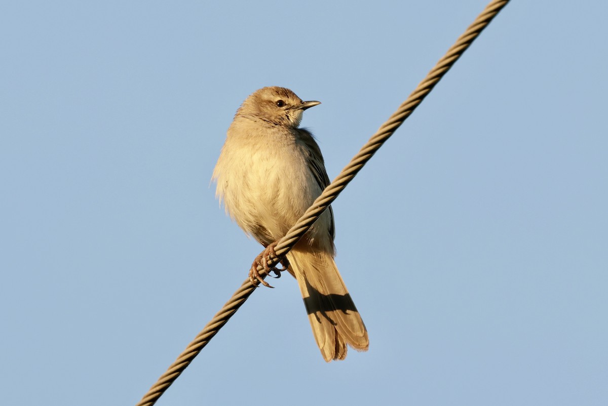 Rufous Songlark - ML638476976