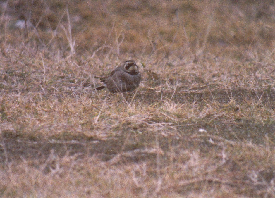 Horned Lark - ML638476977