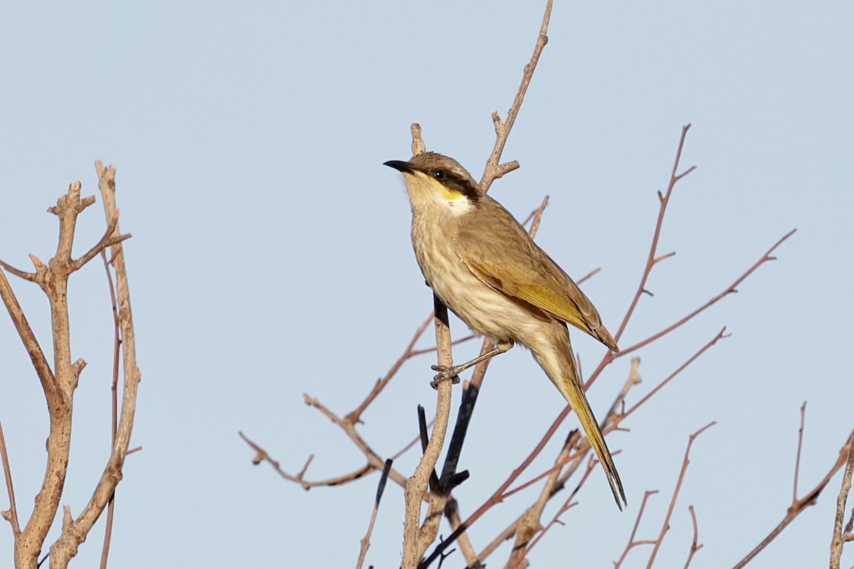 Singing Honeyeater - ML638476978