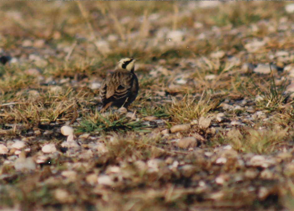Horned Lark - ML638476980