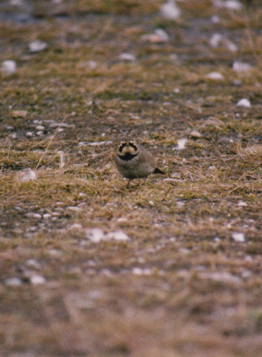 Horned Lark - ML638476982