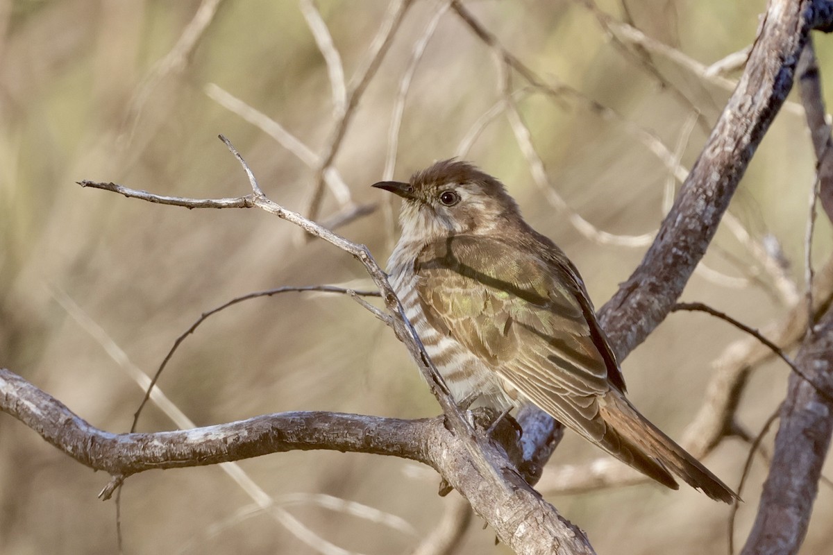 Horsfield's Bronze-Cuckoo - ML638476984