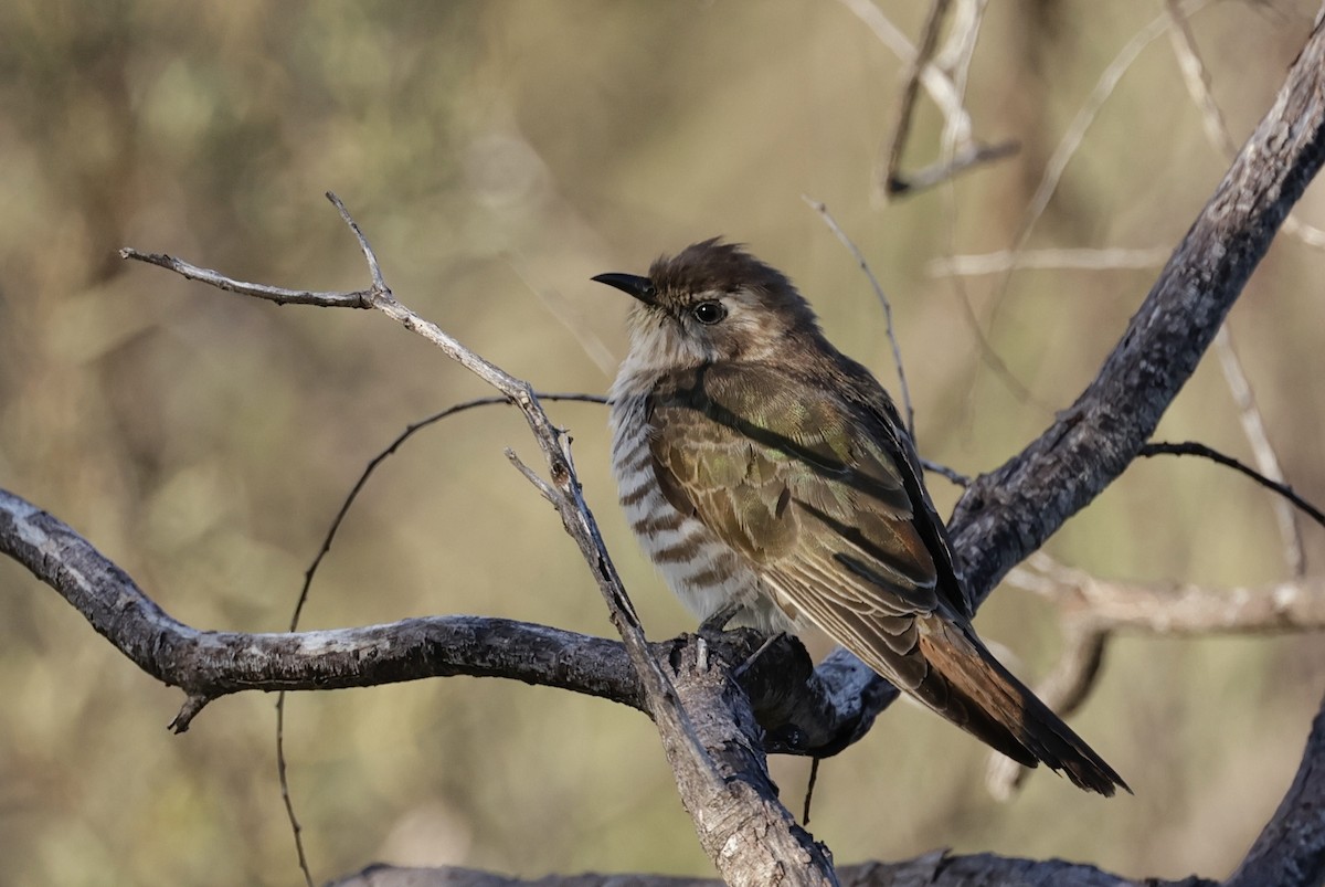 Horsfield's Bronze-Cuckoo - ML638476985
