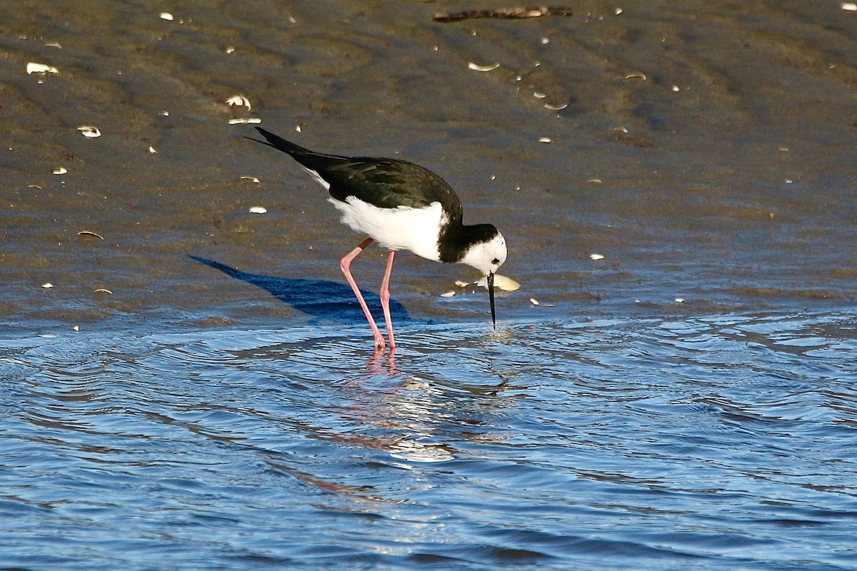 Pied Stilt - ML638476988