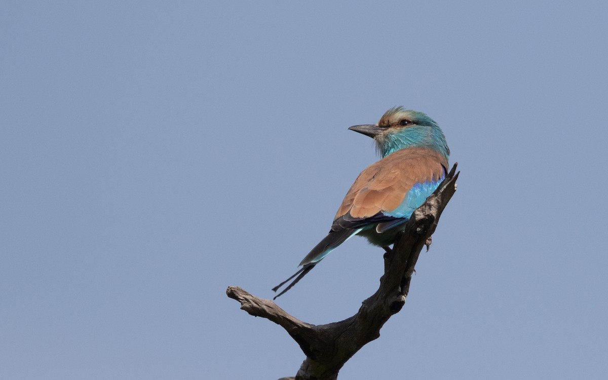 Abyssinian Roller - ML638477049