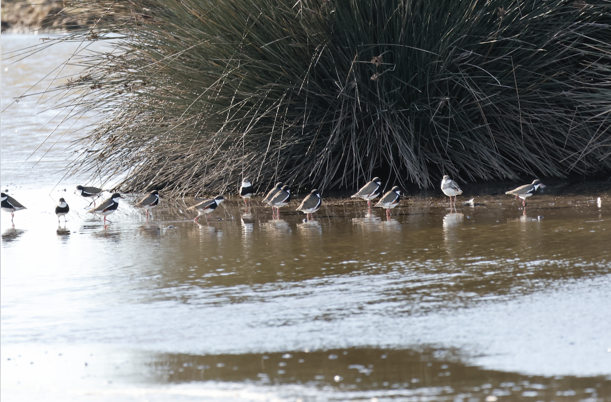 Red-kneed Dotterel - ML638477084