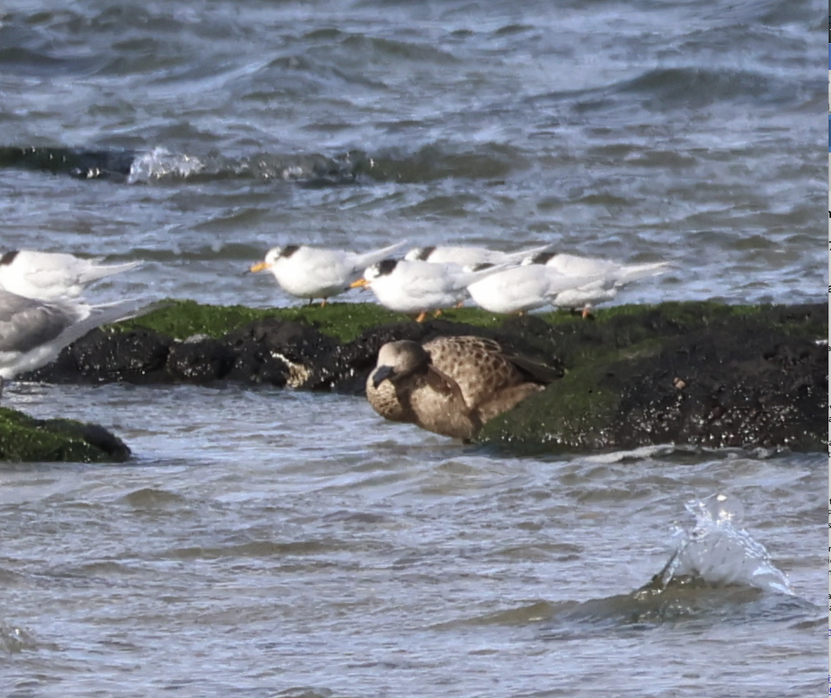 Australian Fairy Tern - ML638477086