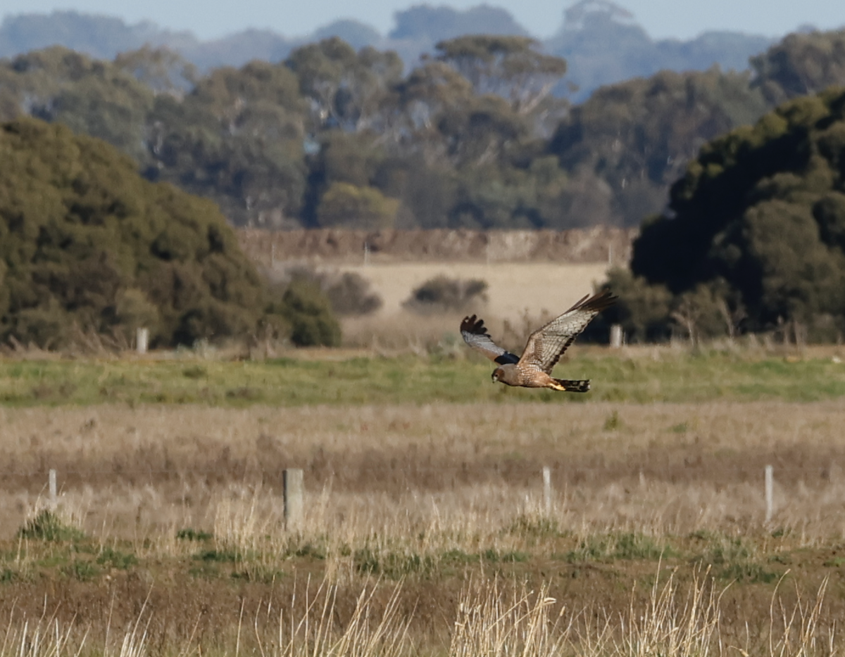 Spotted Harrier - ML638477090