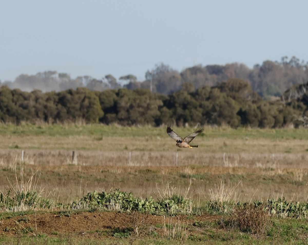Spotted Harrier - ML638477101