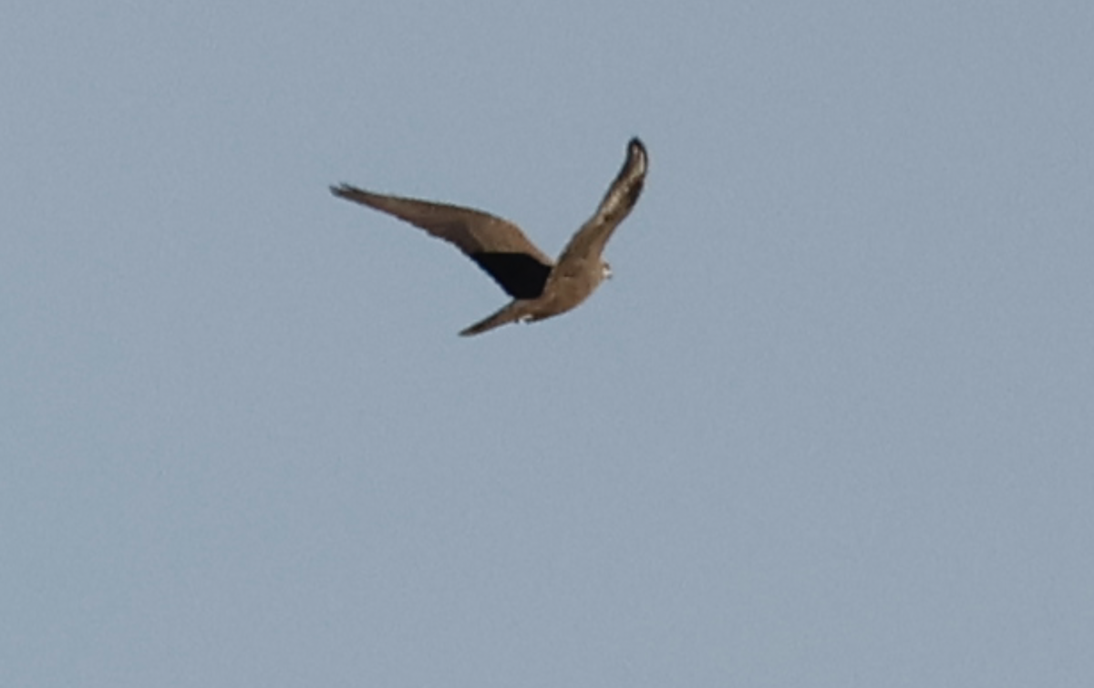 Black Falcon - ML638477112