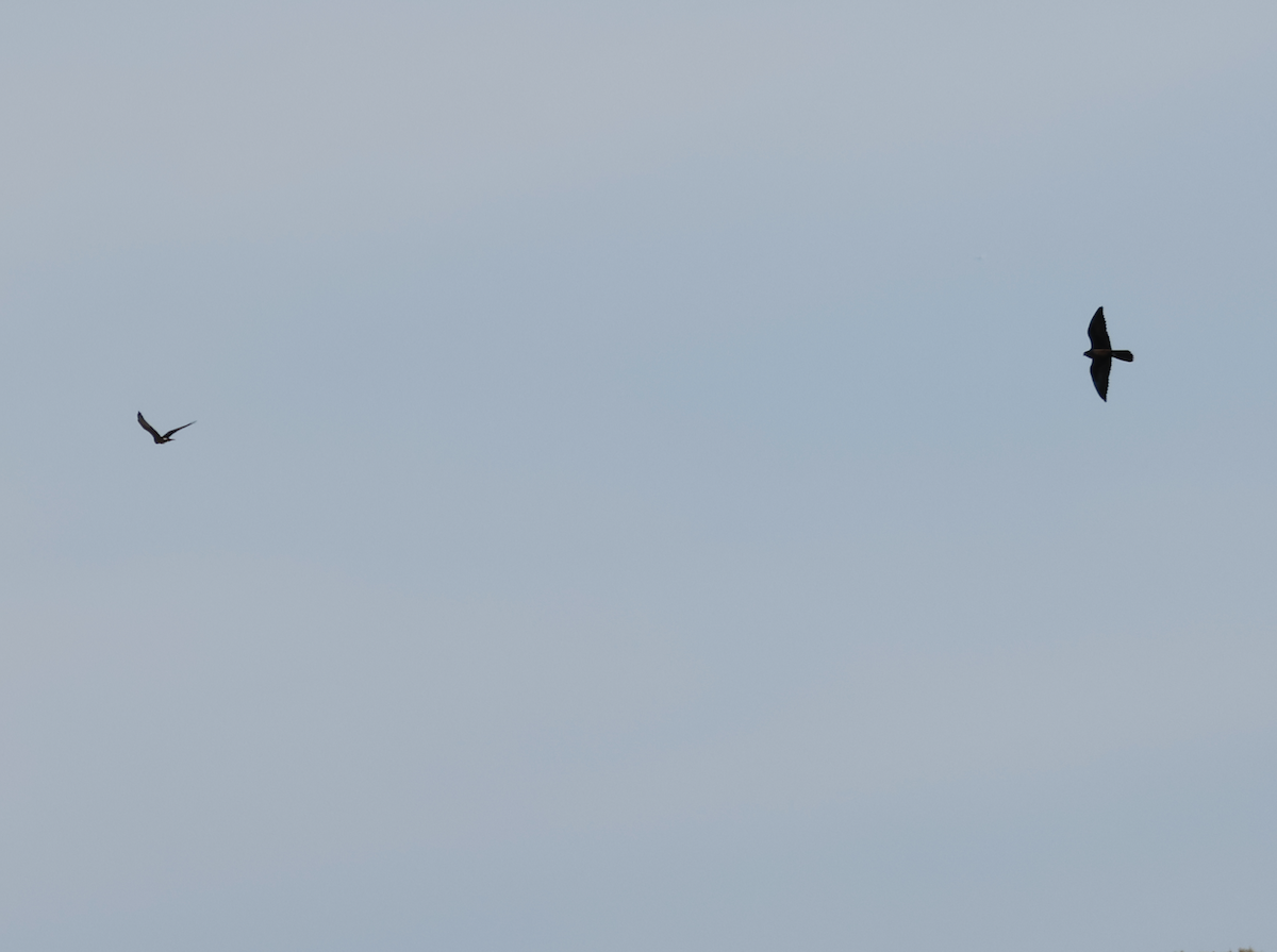 Black Falcon - ML638477125