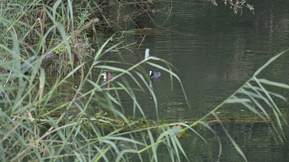 Eurasian Coot - ML638477151