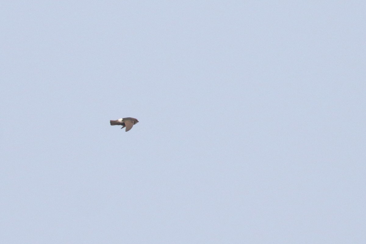 Little Swift - ML638477178
