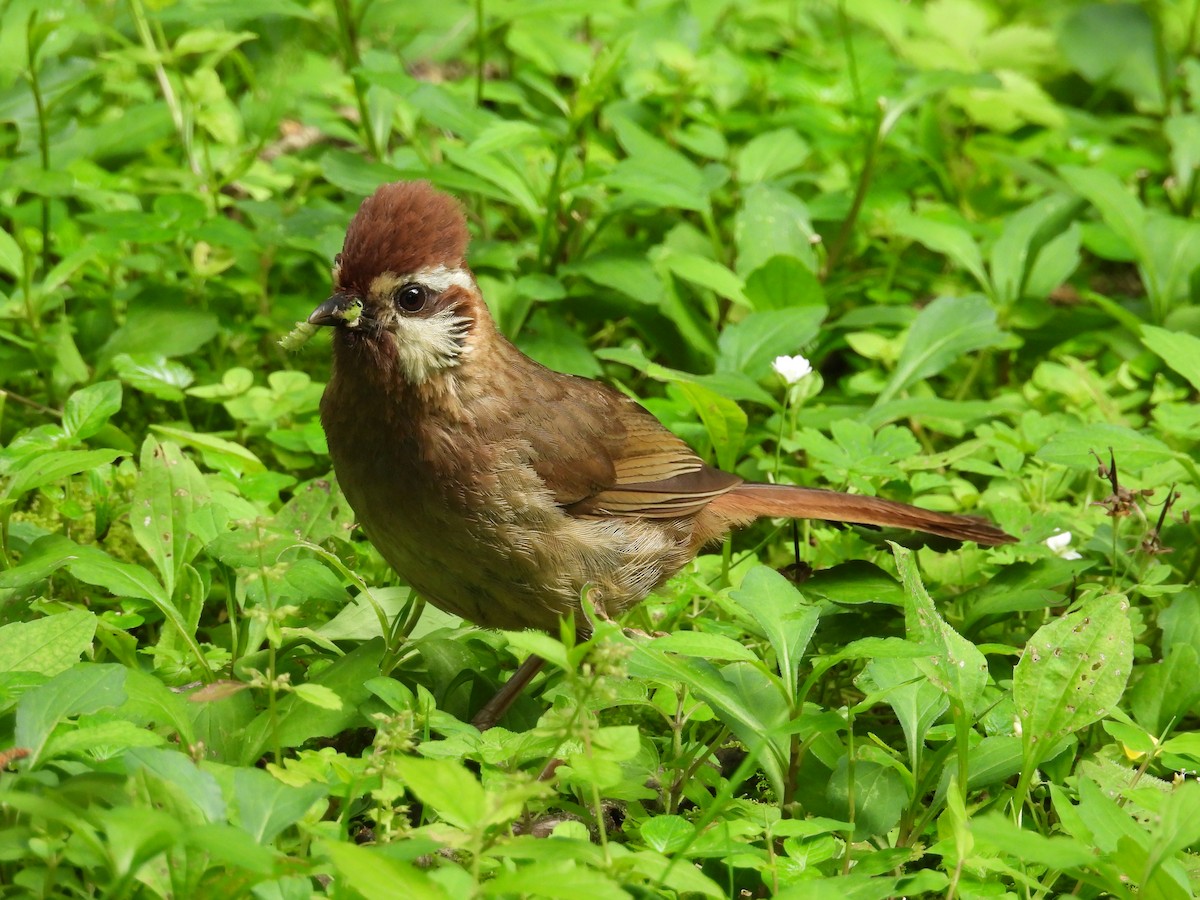 White-browed Laughingthrush - ML638477194