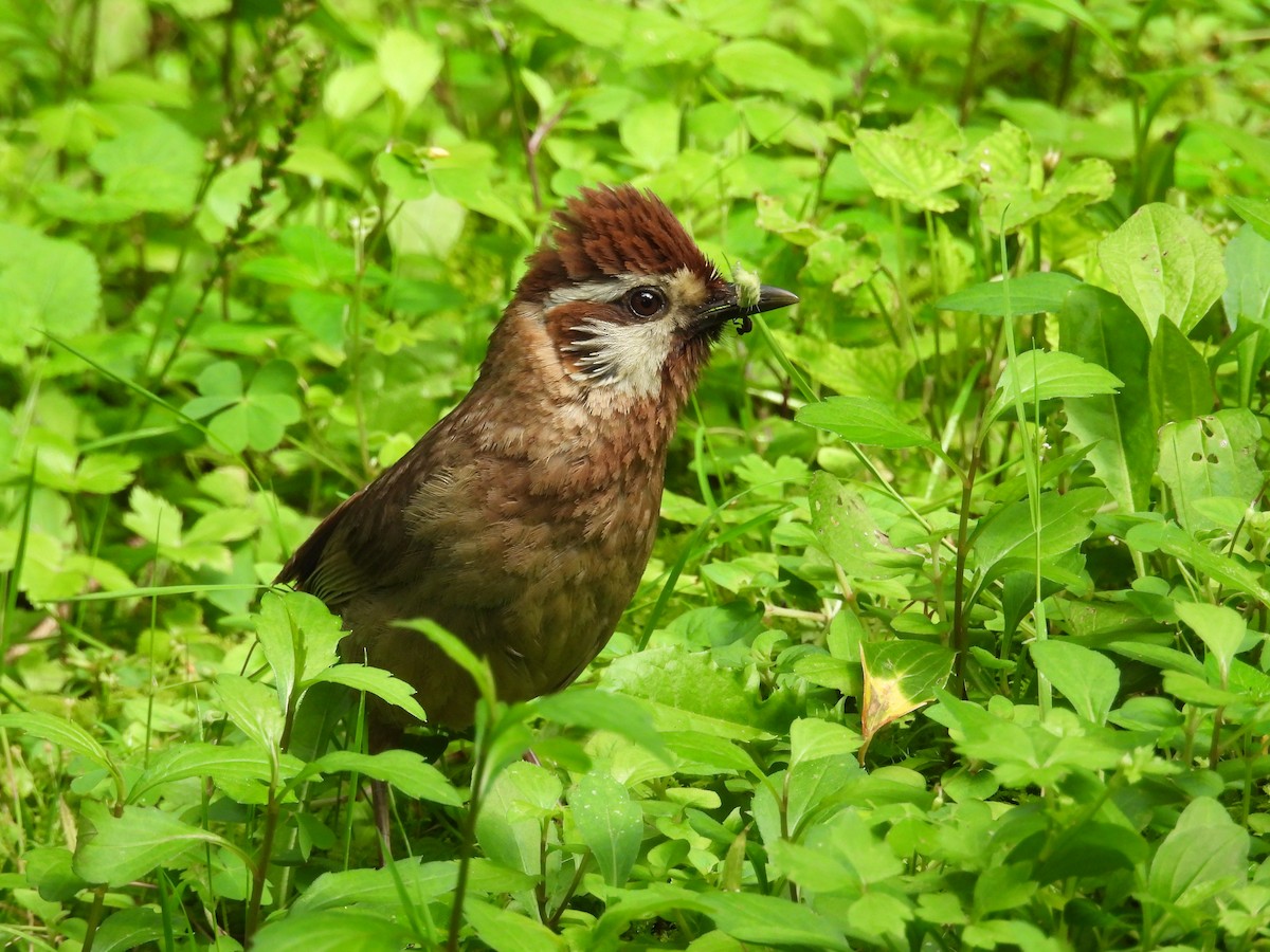 White-browed Laughingthrush - ML638477195