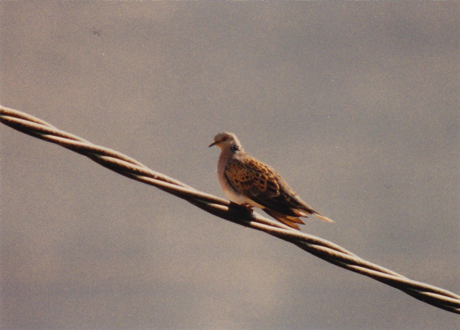 Өрнийн хүүрзгэнэ - ML638477198