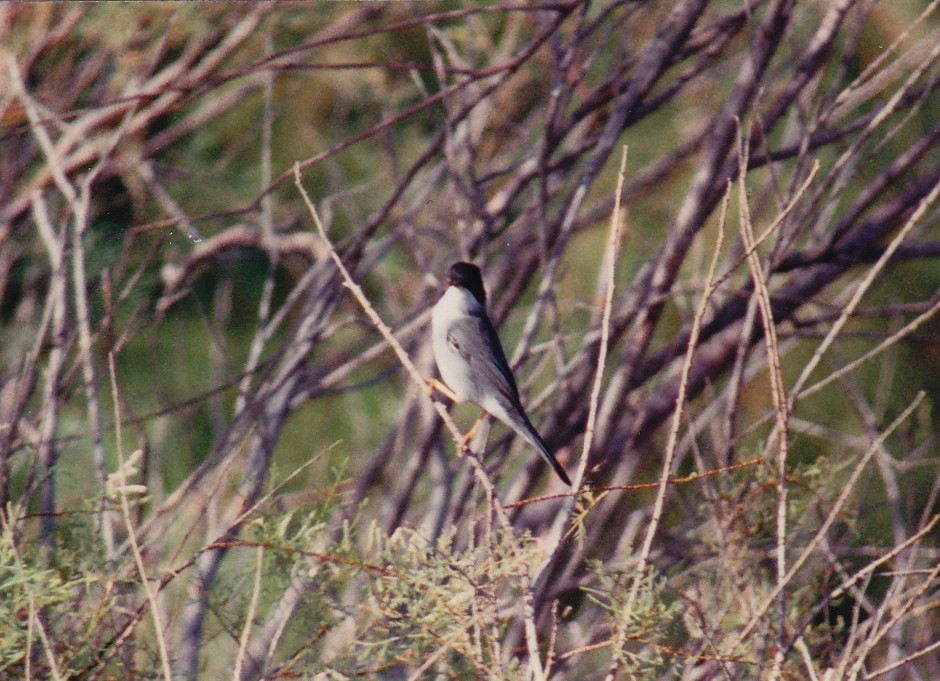 Sardinian Warbler - ML638477208