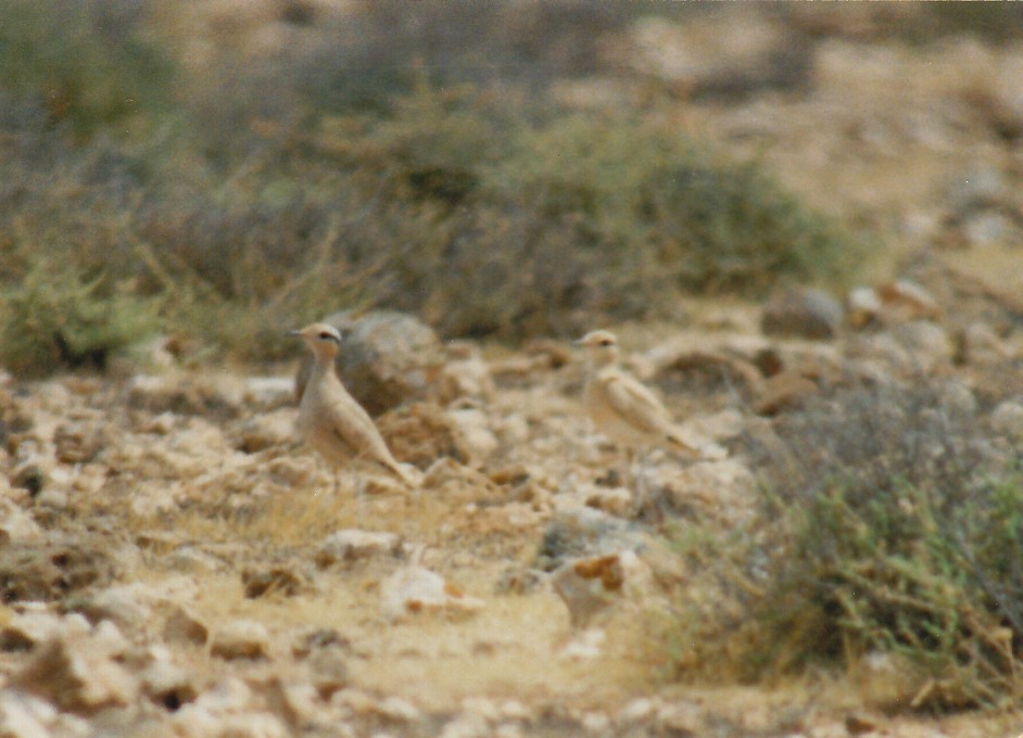 Çölkoşarı - ML638477225