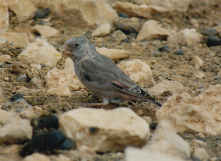Küçük Alamecek - ML638477243