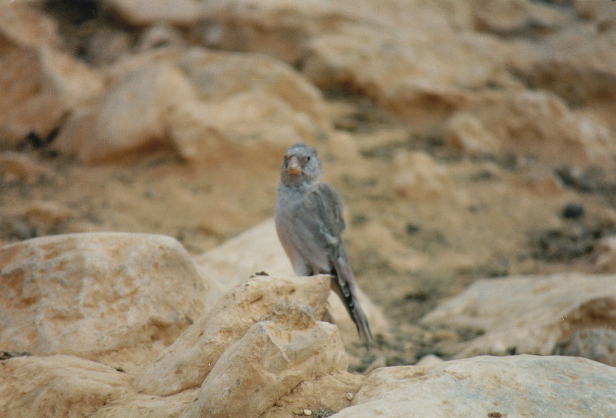 Küçük Alamecek - ML638477244