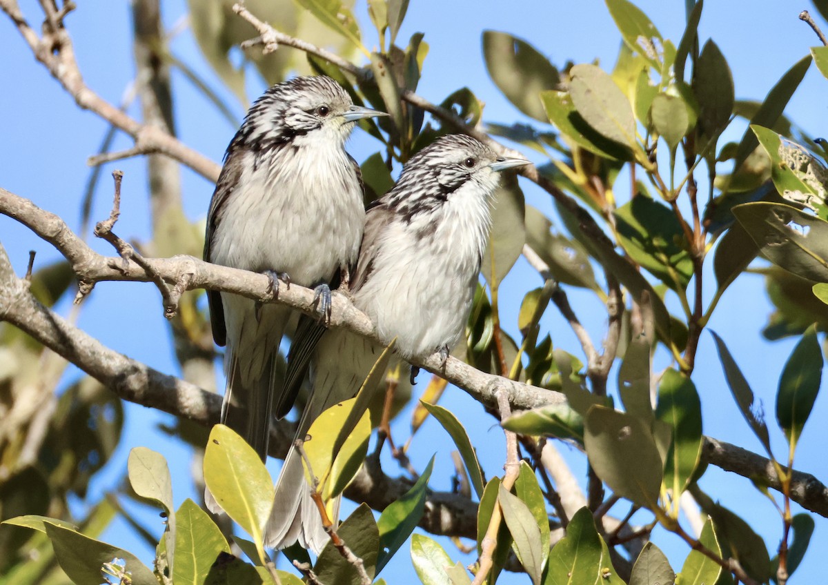 Striped Honeyeater - ML638477245