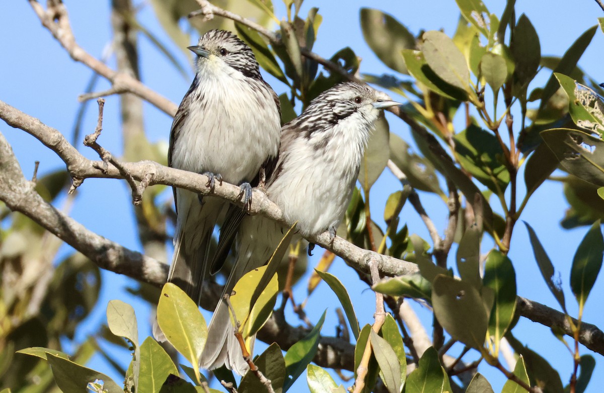 Striped Honeyeater - ML638477246