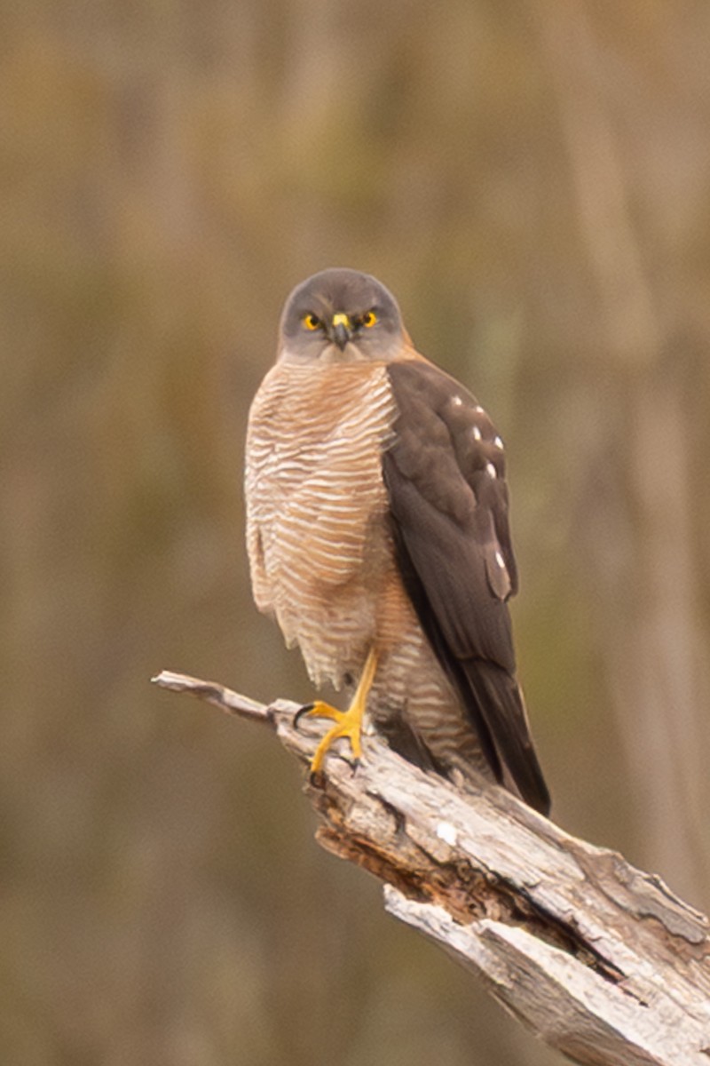 Brown Goshawk - ML638477249