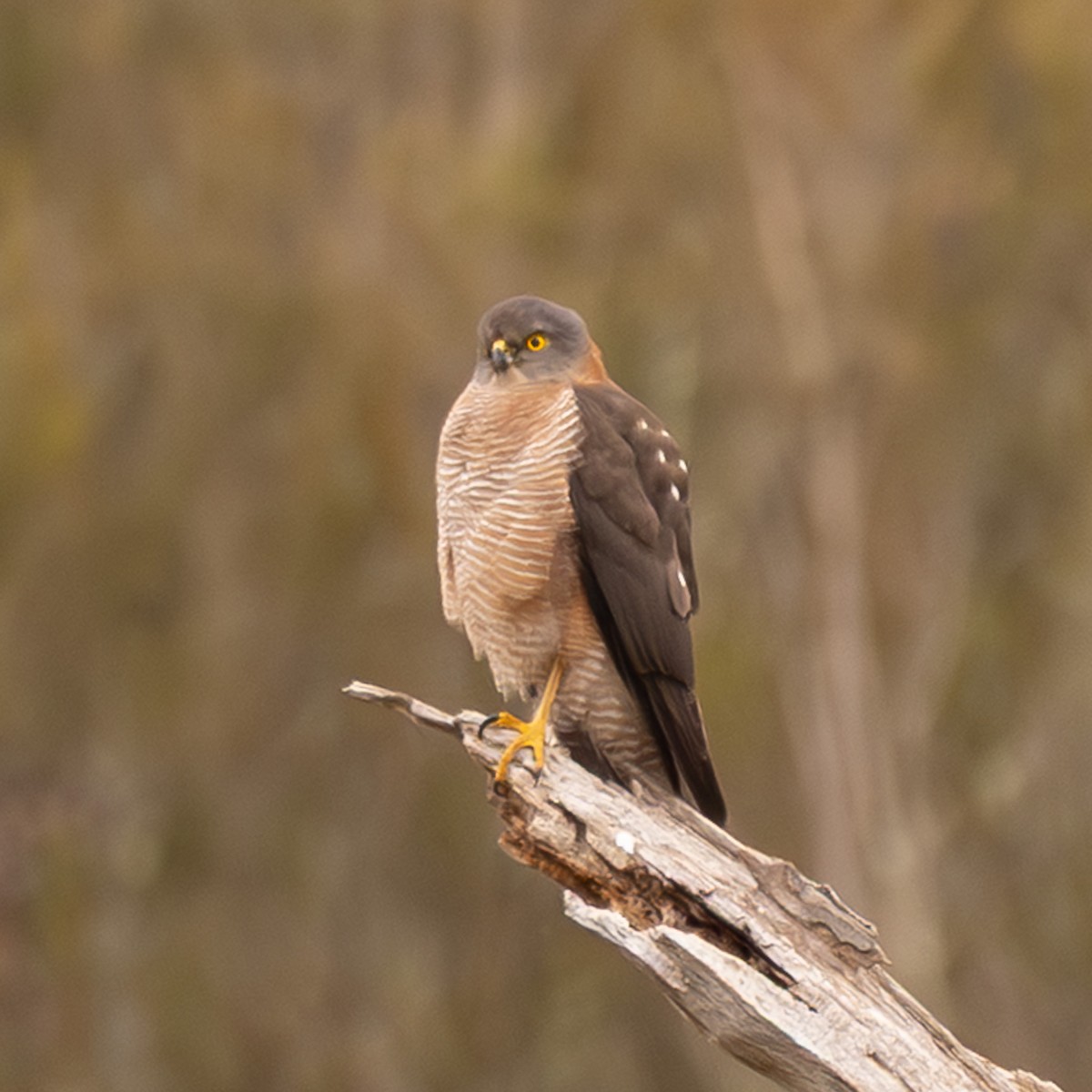 Brown Goshawk - ML638477250