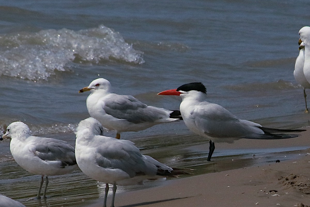 Caspian Tern - ML638477251