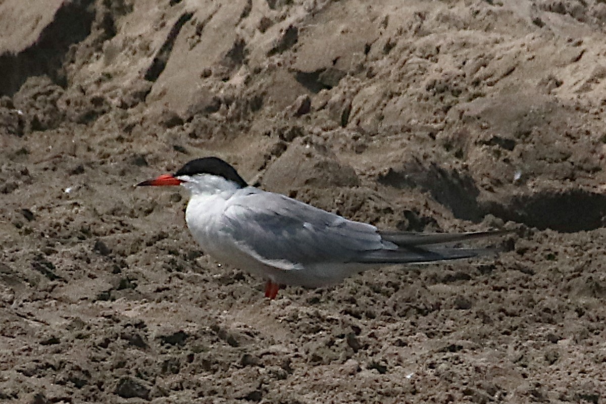 Common Tern - ML638477263
