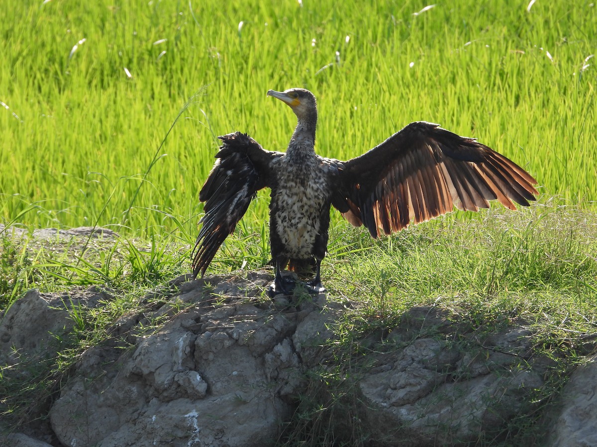 Great Cormorant - ML638477268