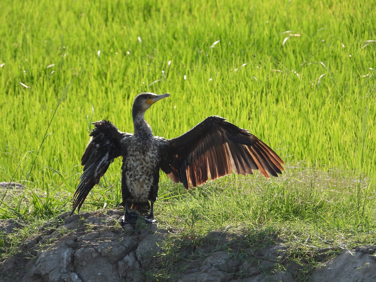 Great Cormorant - ML638477269