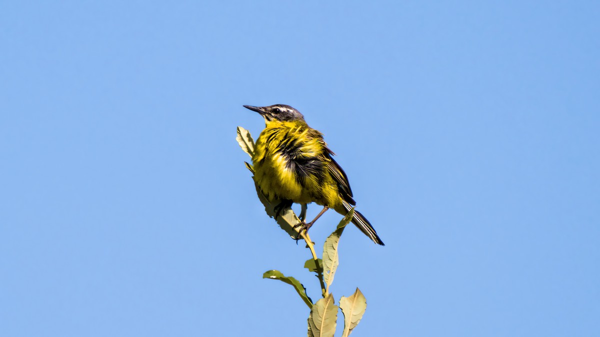 Western Yellow Wagtail - ML638477292
