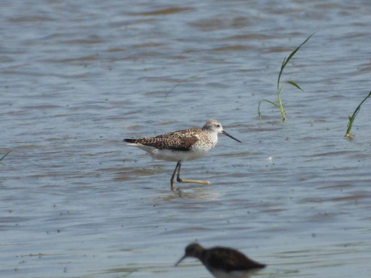 Marsh Sandpiper - ML638477295