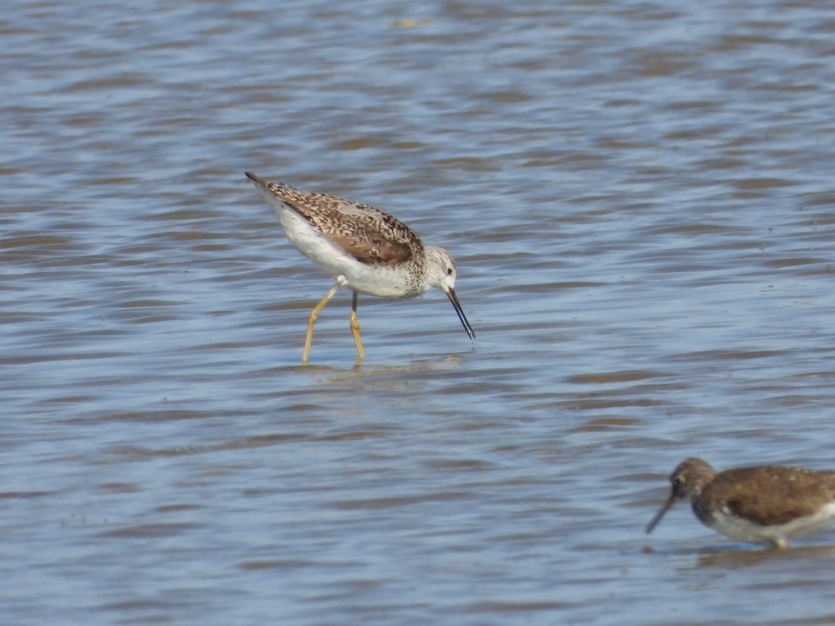 Marsh Sandpiper - ML638477298