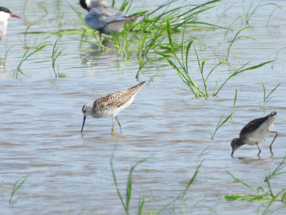 Marsh Sandpiper - ML638477300