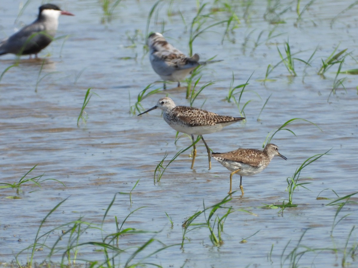 Marsh Sandpiper - ML638477301