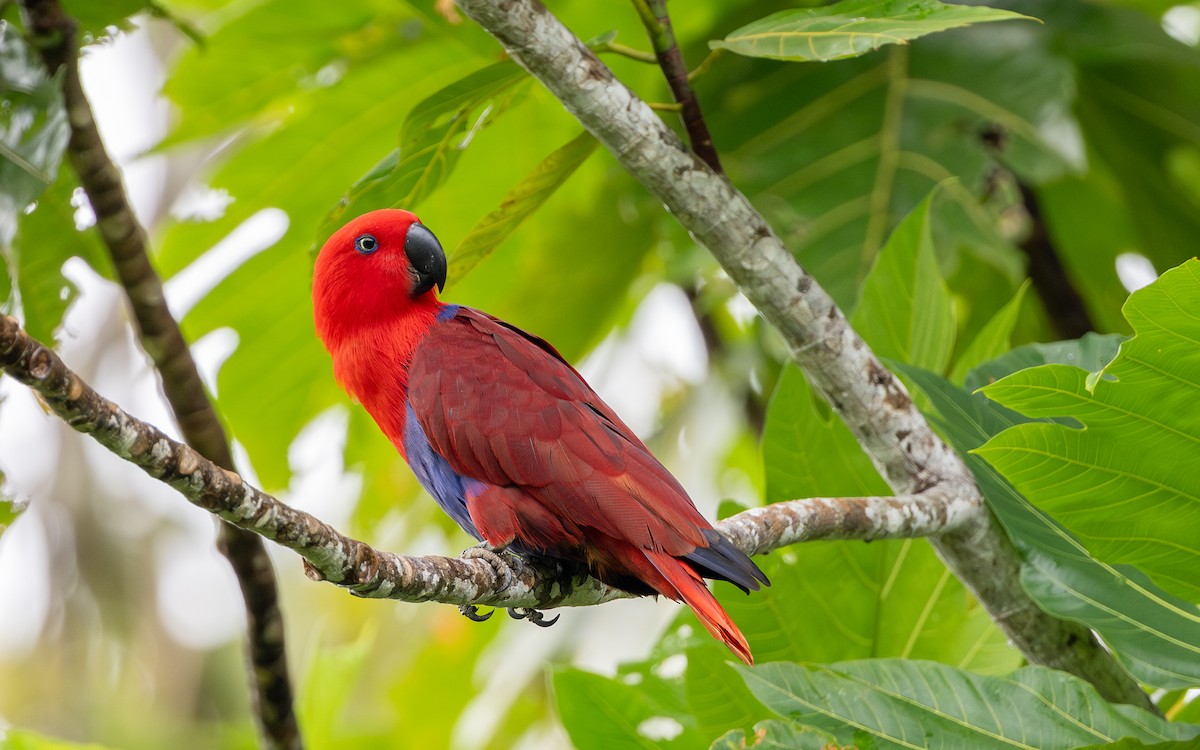 Papuan Eclectus - ML638477354