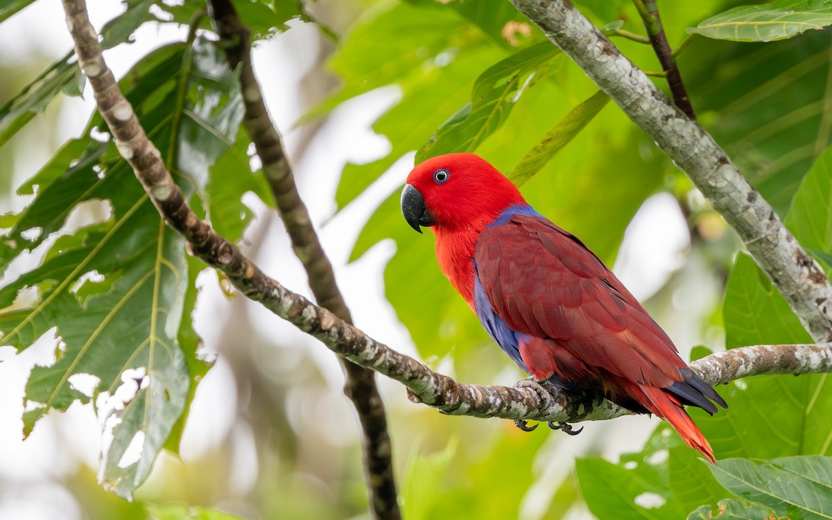 Papuan Eclectus - ML638477355