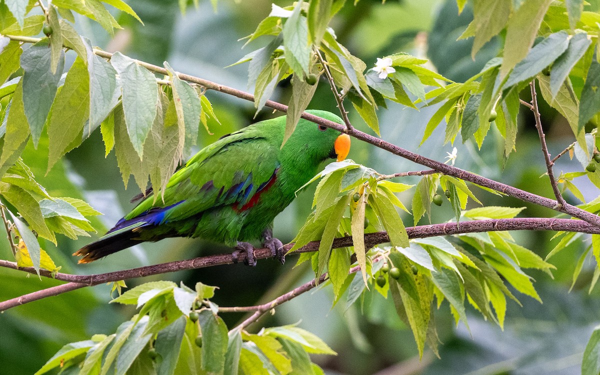 Papuan Eclectus - ML638477356