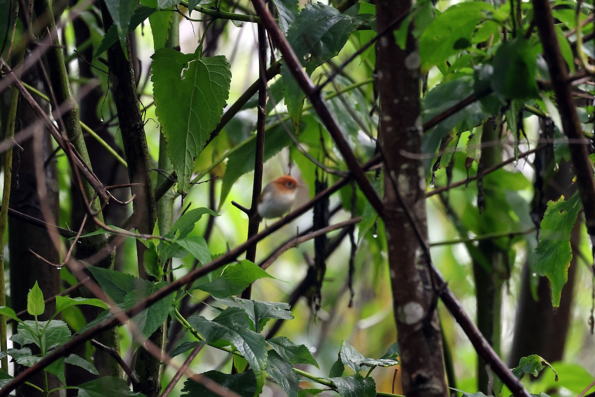 sundasanger (grammiceps) - ML638477444