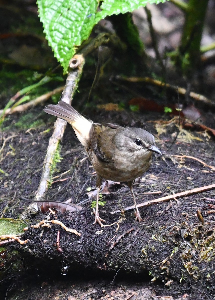 Buff-rumped Warbler - ML638477447