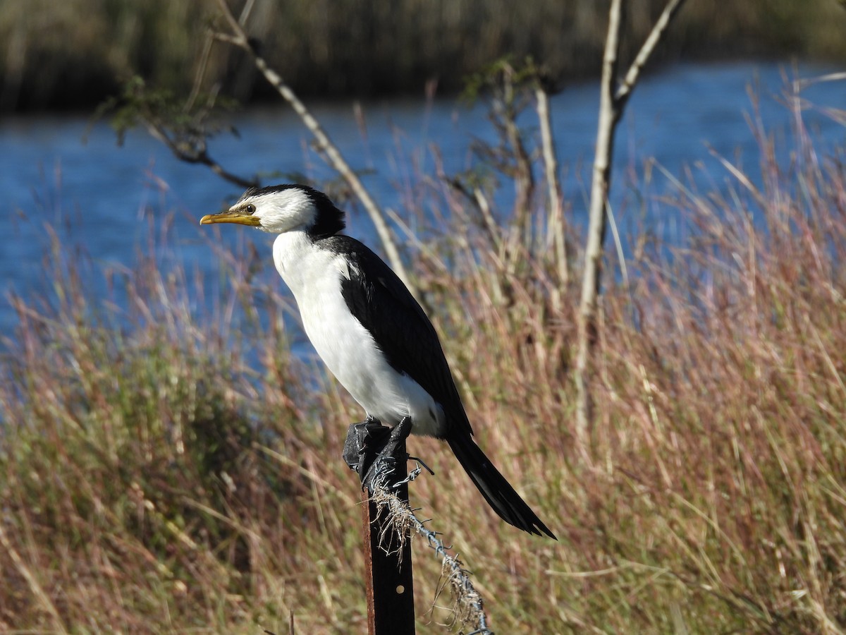 Little Pied Cormorant - ML638477450