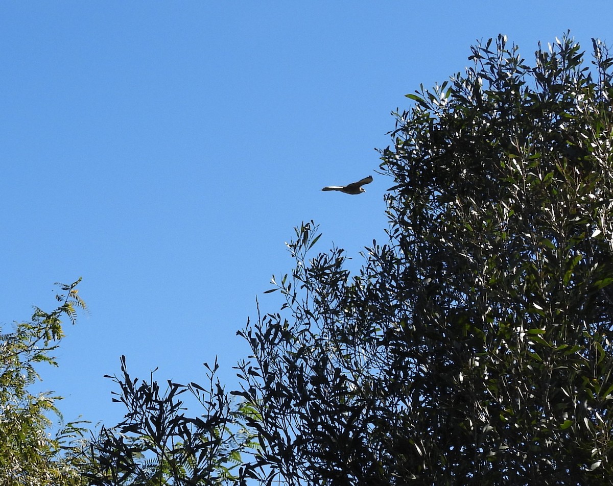 hawk sp. - ML638477453