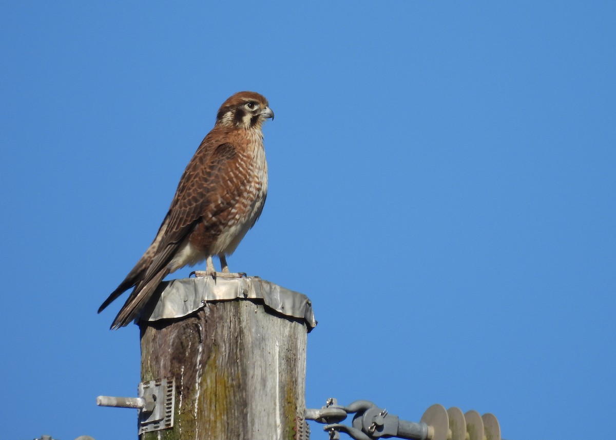 Brown Falcon - ML638477459